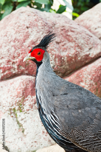 Silver pheasant photo