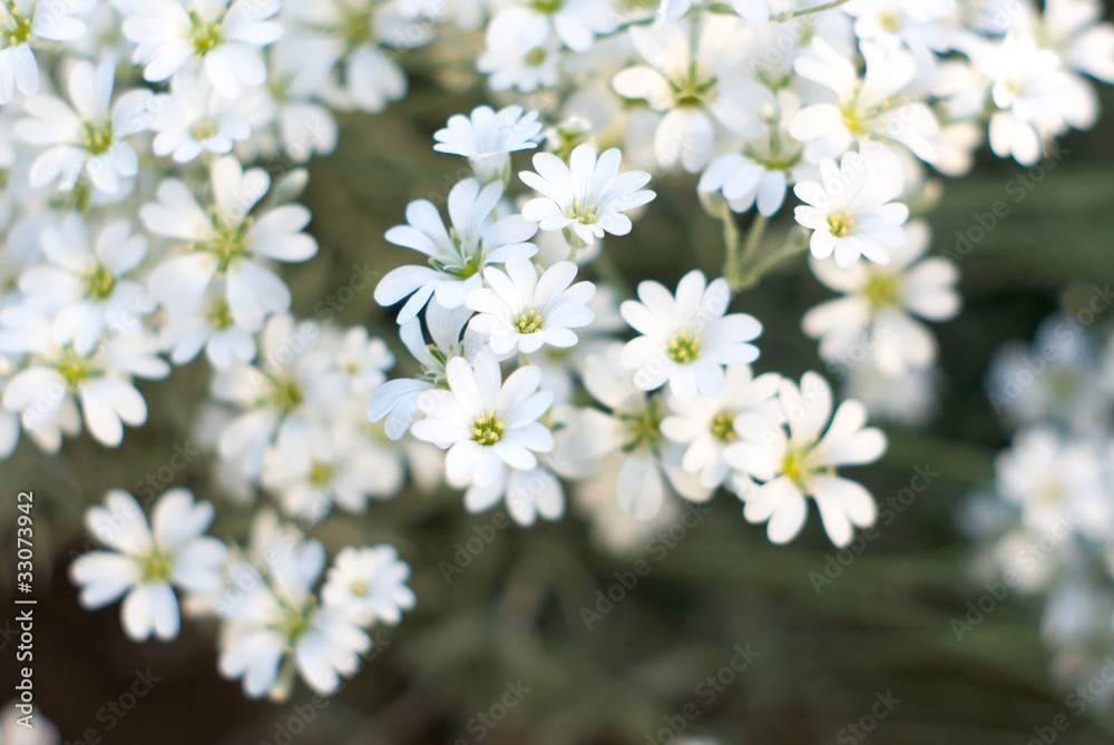 flowers flowers