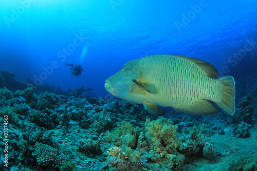 Napoleon Fish and Scuba Diver © Richard Carey
