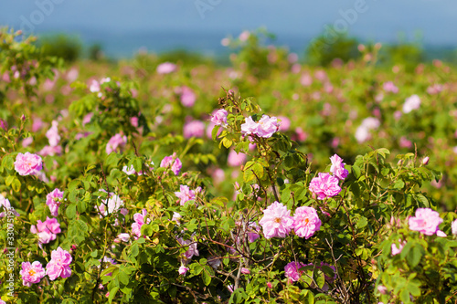 Real Bulgarian Damascena Rose