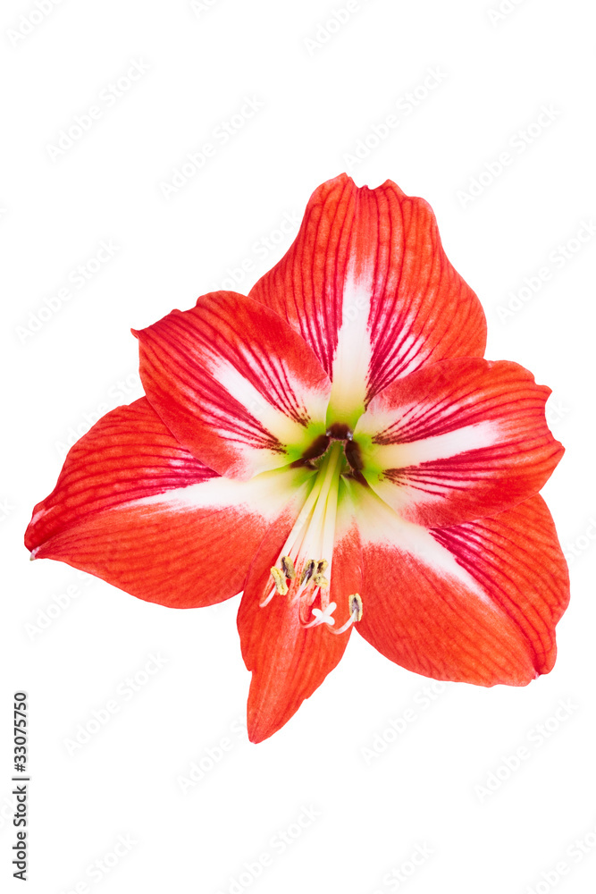 Hippeastrum