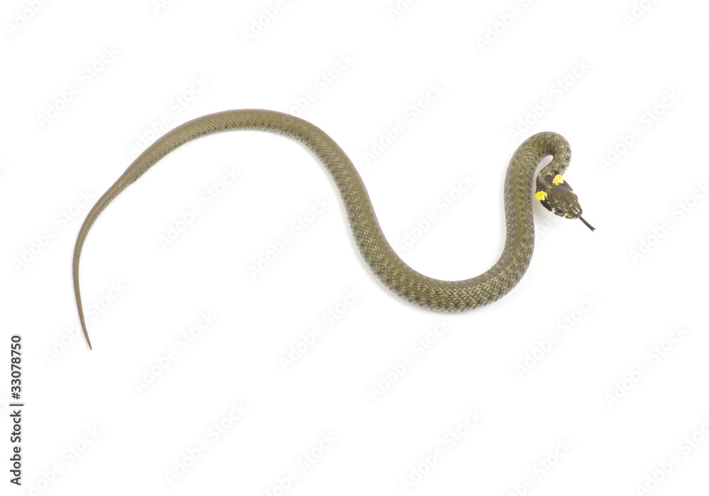snake snake