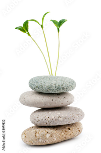 Pebbles and seedlings - alternative medicine concept