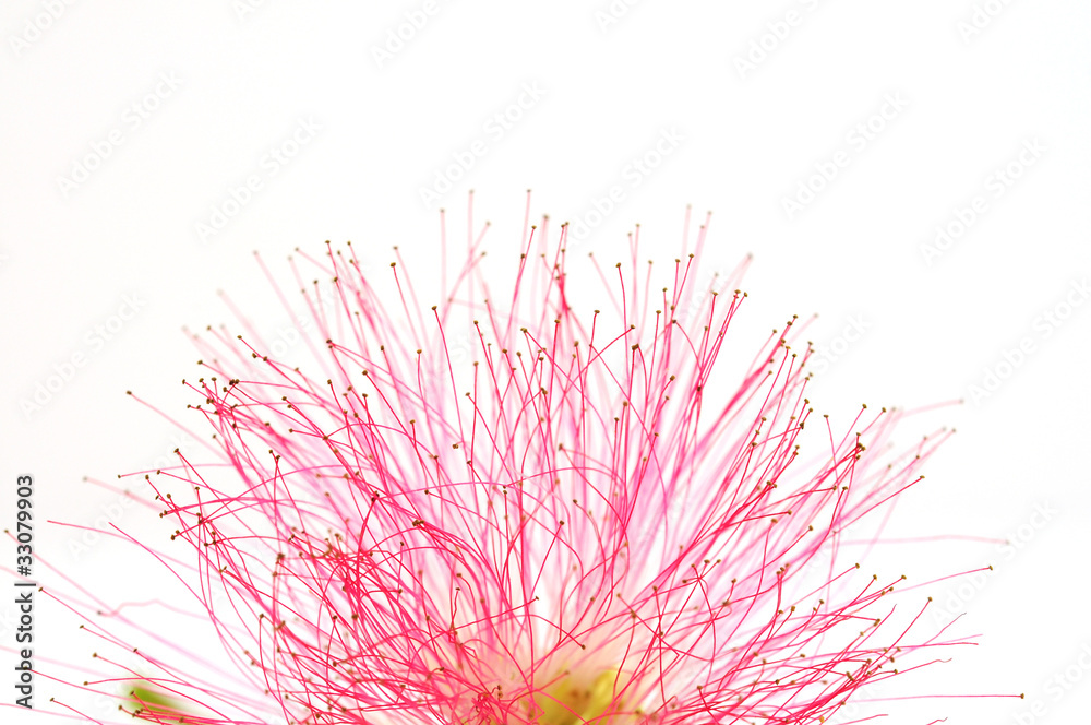Obraz premium Fleur de l'Albizia julibrissin - Macrophotographie