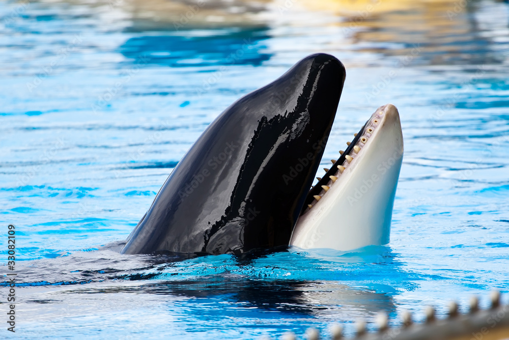 Obraz premium Killer whale