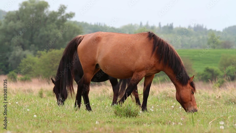 Young horses Young horses
