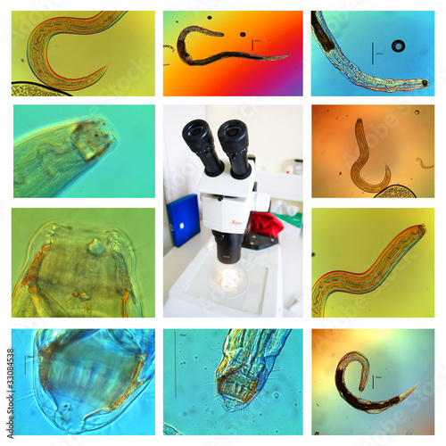 Nematoden unter dem Mikroskop