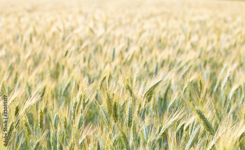 Fototapeta premium wheat field