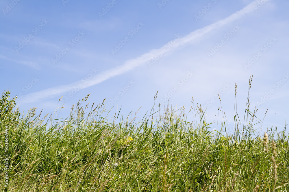 Grass against on sky