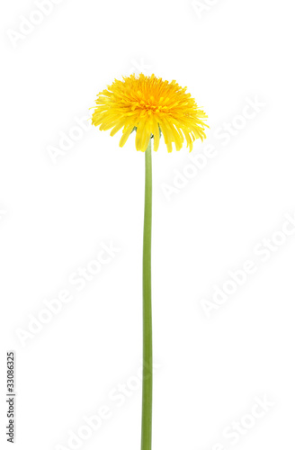 Wallpaper Mural Dandelion On White Torontodigital.ca