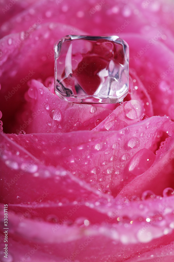 Diamant in nasser rosa Rose Nahaufnahme Diamant in nasser rosa Rose Nahaufnahme
