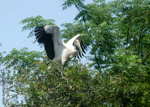 Wood stork in a tree
