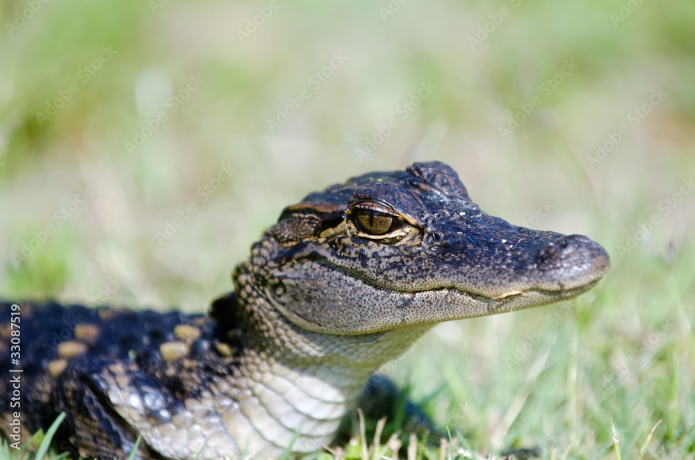 Fototapeta premium Baby alligator in the grass