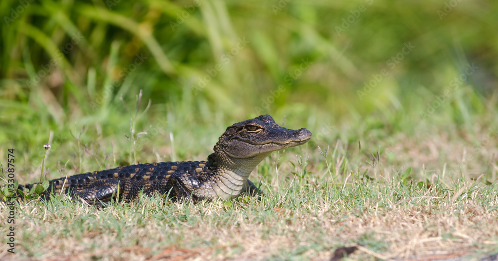 Baby alligator in the grass Baby alligator in the grass