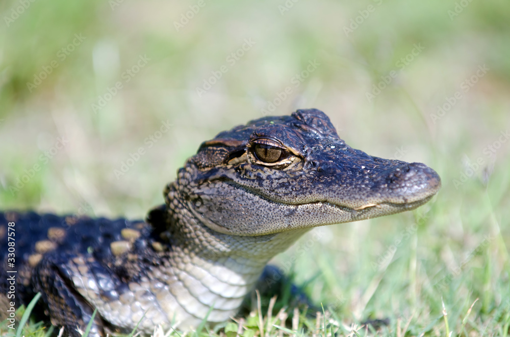 Obraz premium Baby alligator in the grass