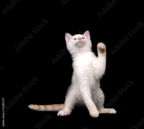 Cute white cat on black background © Tony Campbell