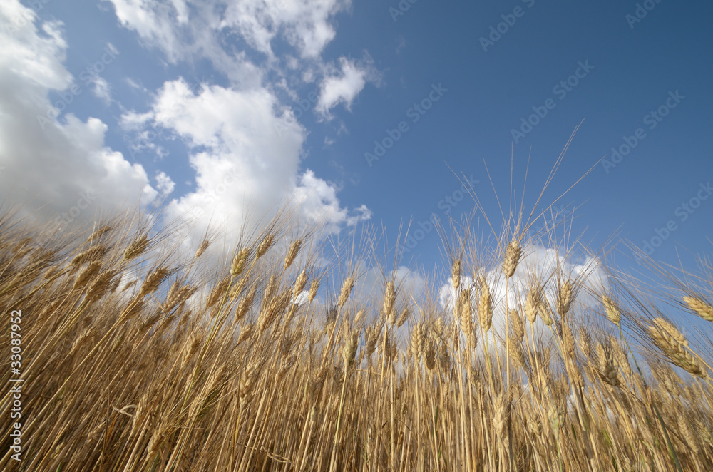 Fototapeta premium beautiful wheath and sky