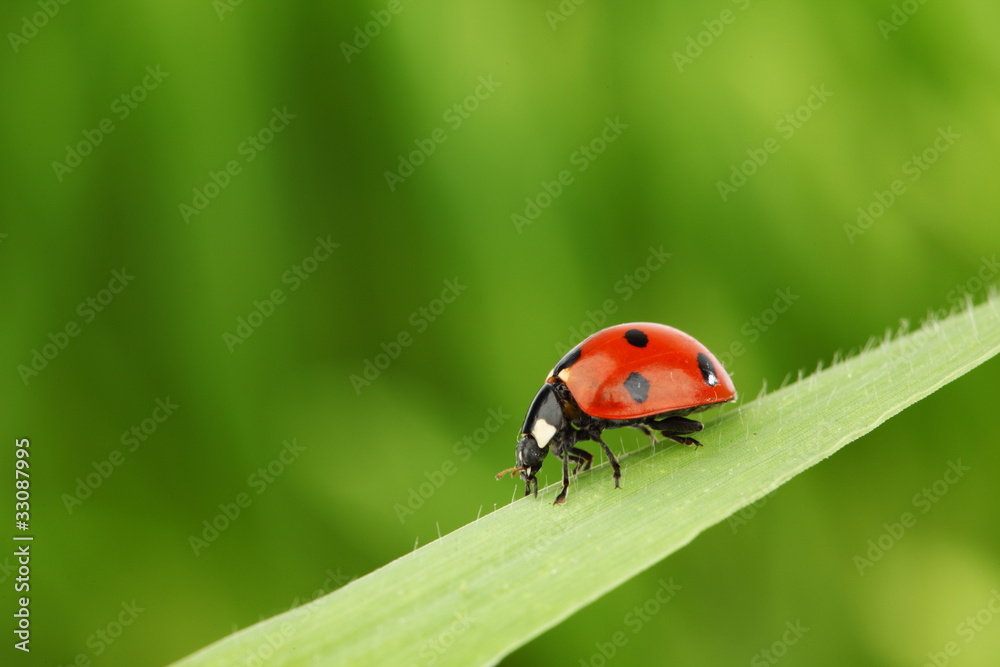 ladybug on grass