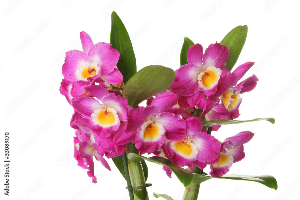 Orchid flowers Orchid flowers