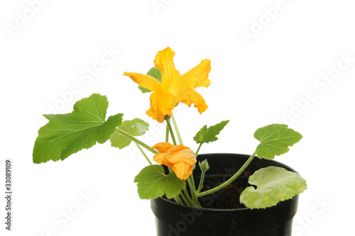 Courgette plant
