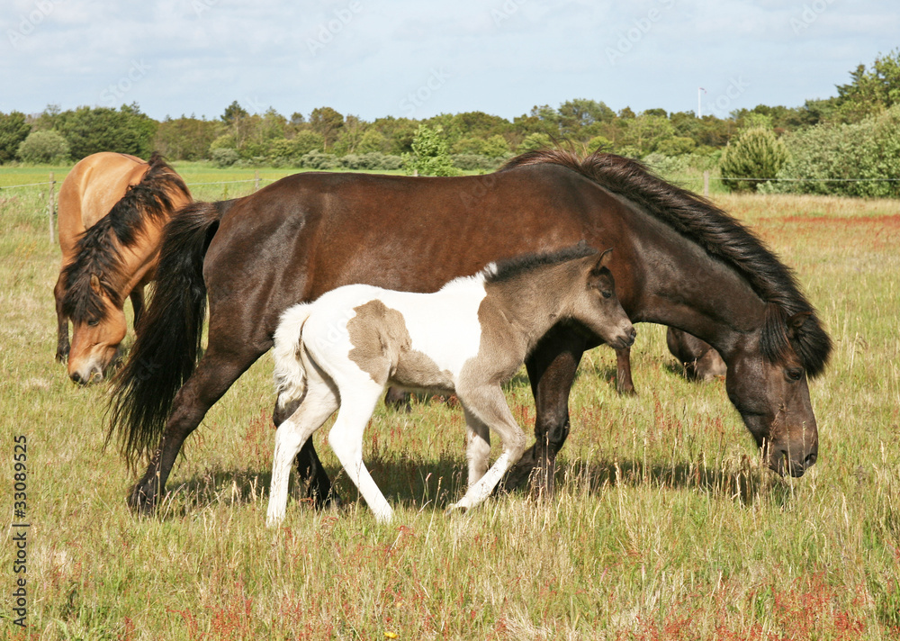 Fototapeta premium Stute mit Fohlen