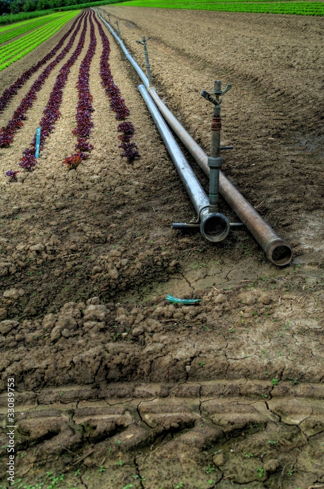 HDR agriculture - plantation de salades HDR agriculture - plantation de salades