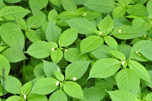 Springkraut photo