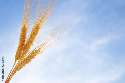 Bunch of Wheat Against the Blue Sky