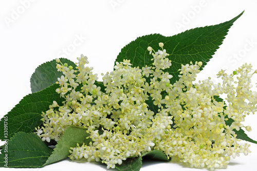 holunderblüten (sambucus)