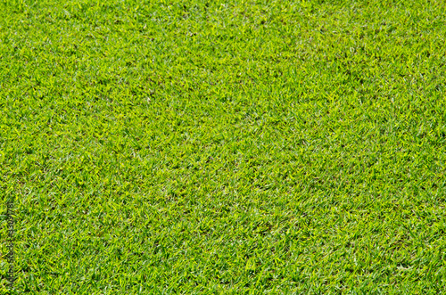 Fresh Green Grass Texture and surface
