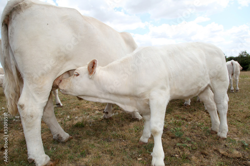 Bild auf Leinwand Closeup on calf suckling cow udder
