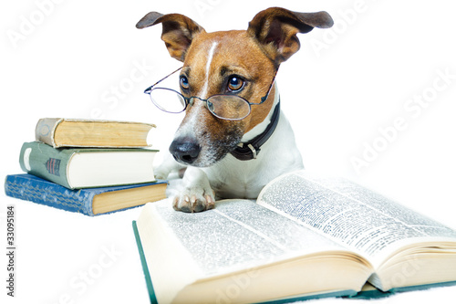 Hund studiert aus dem Buch © Javier brosch