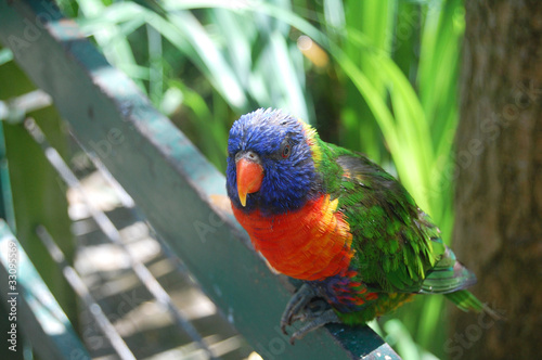 rainbow lorikeet