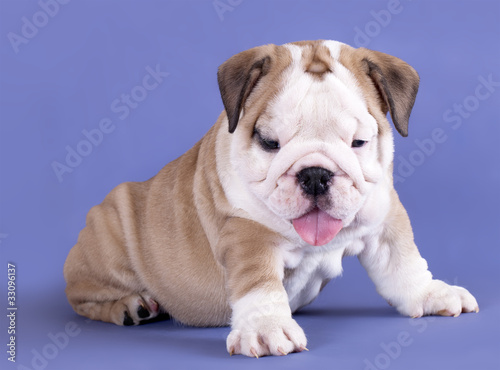 english Bulldog puppy © liliya kulianionak