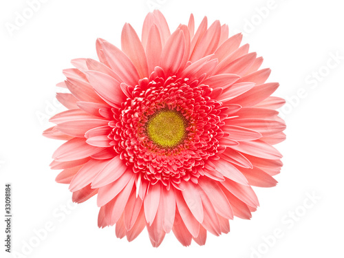 Gerber flower isolated on white background
