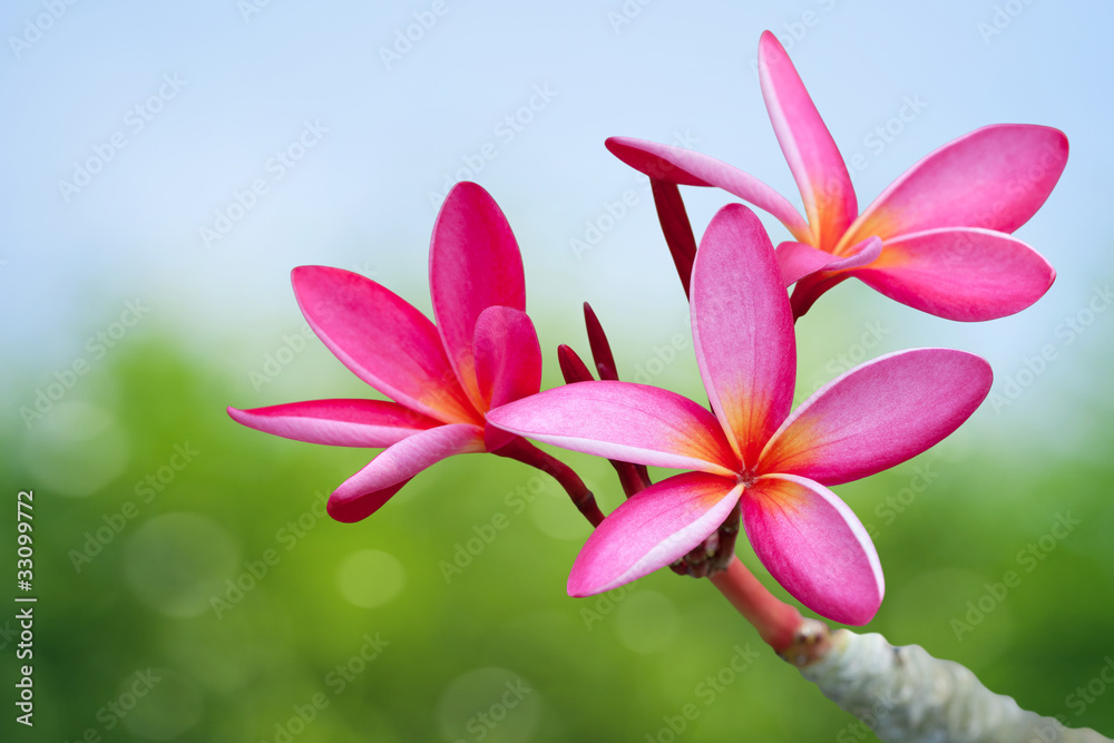 Plumeria flowers Plumeria flowers