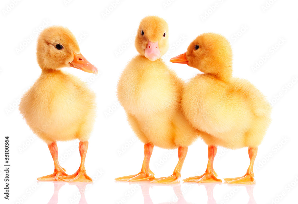 three duckling isolated on white three duckling isolated on white