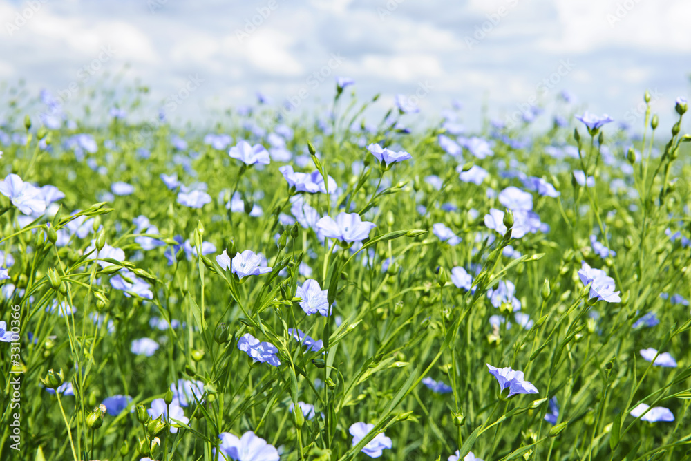 Blooming flax field - obrazy, fototapety, plakaty 