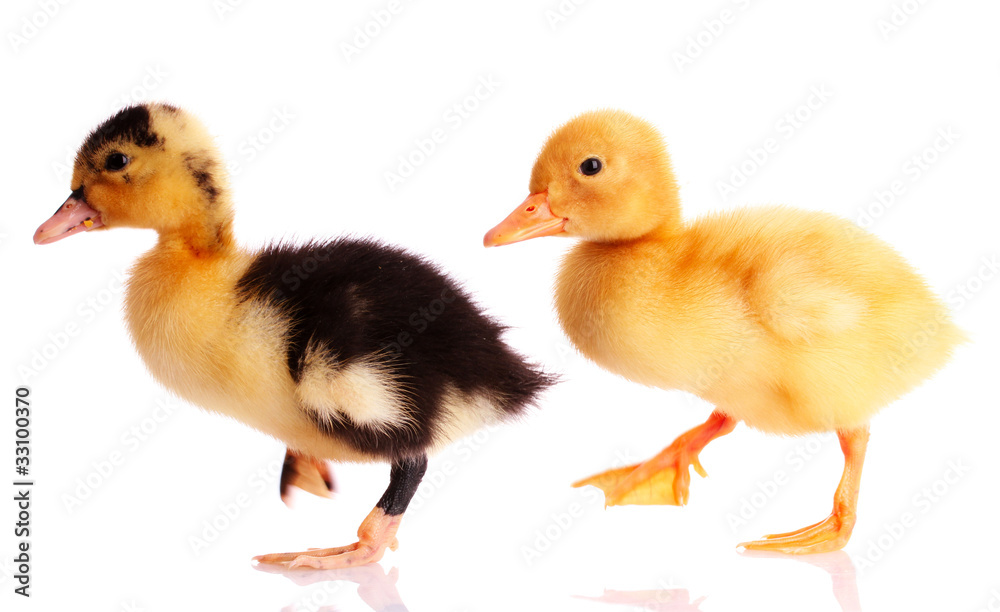 two duck isolated on white