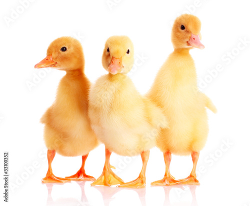 three duckling isolated on white