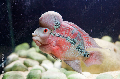 Photography Flower horn fish