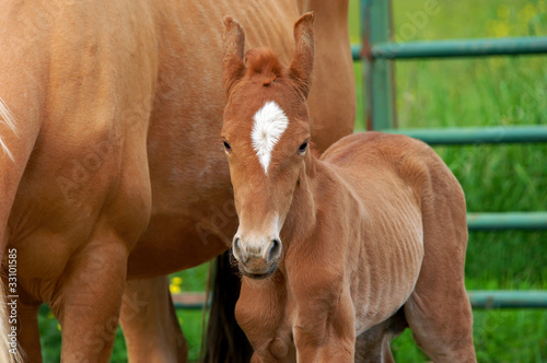 Baby Blooded Quarter Horse