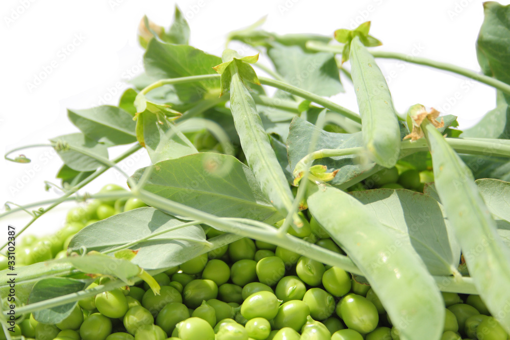 Obraz premium peas
