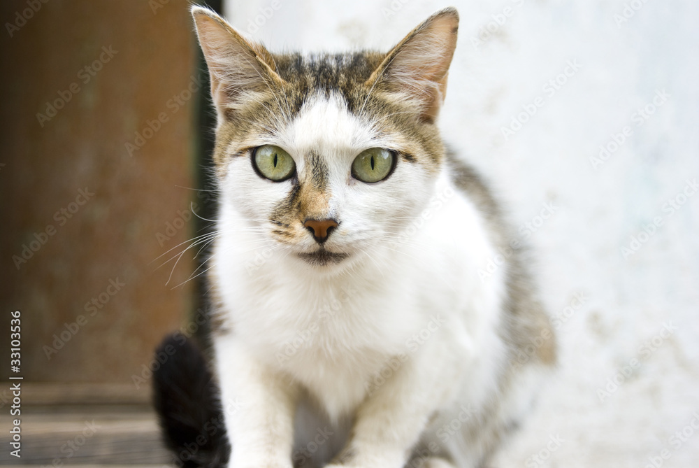 кошка кошка