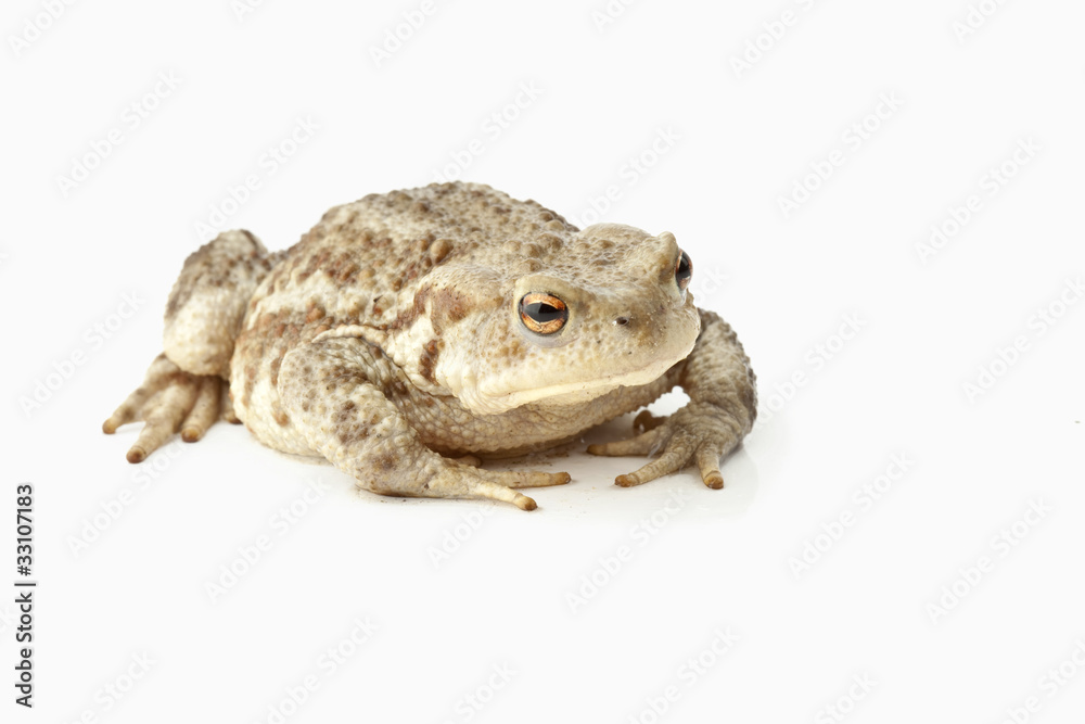 Erdkröte Erdkröte