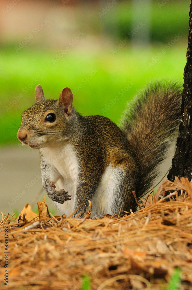 Obraz premium Eatern Gray Squirrel