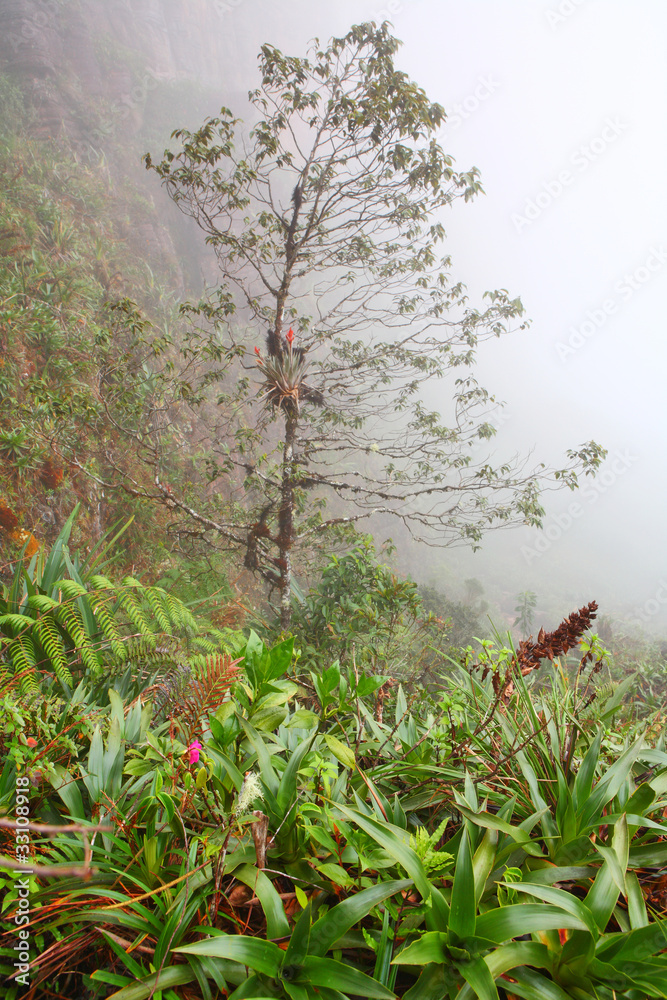 Tropical rainforest on the slopes of Mount Roraima in Venezuela Tropical rainforest on the slopes of Mount Roraima in Venezuela