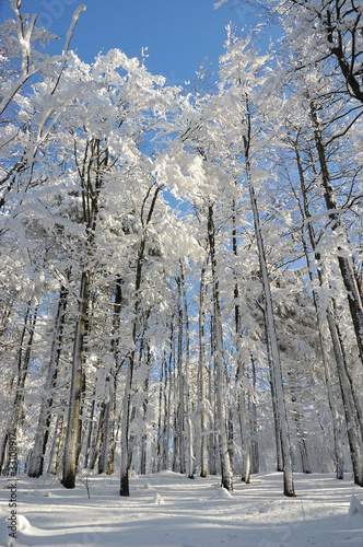 Wallpaper Mural Winter forest Torontodigital.ca