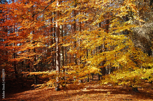 Wallpaper Mural Autumn in forest Torontodigital.ca