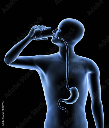 The human body - Stomach